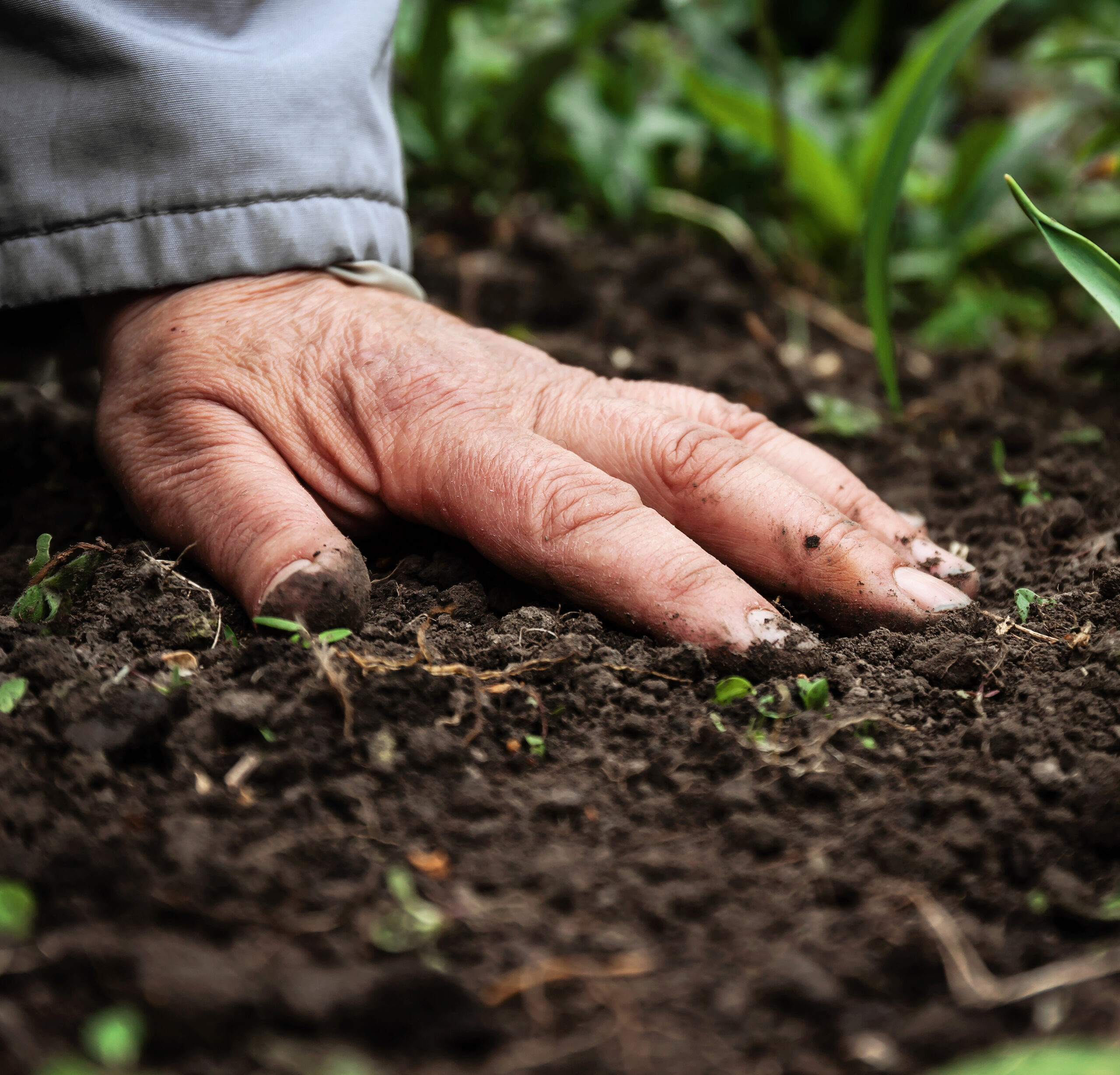 Photo of Hand on Soil 