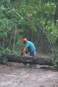 Image of Man Cutting Down Tree