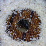 Powderpost beetle hole close up photo