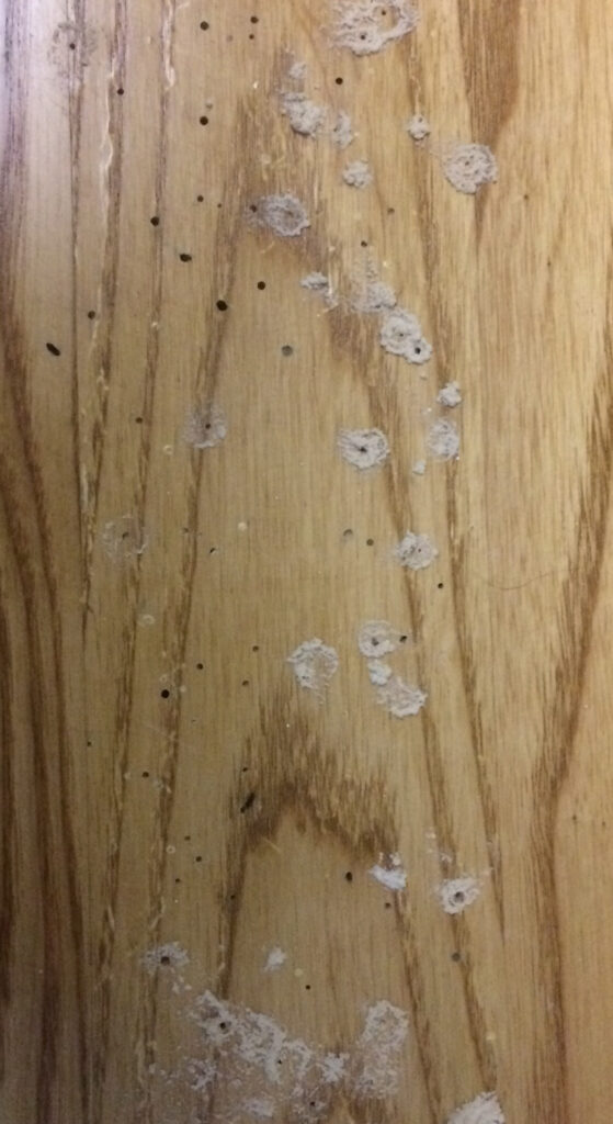 Powderpost Beetle Holes Photo
