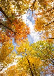 Allegheny National Forest in the Fall