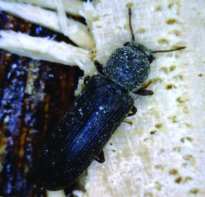 Close up of powderpost beetle