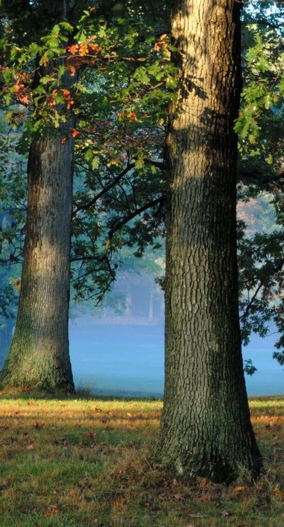 Oak Trees