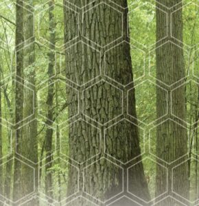 Sustainable North American Hardwood Flooring