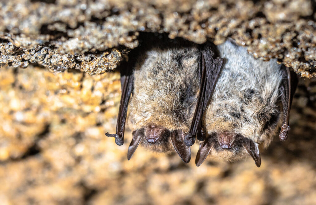 Endangered Northern Long-Eared Bat Endangered brown long-eared bat, common long-eared bat (Plecotus auritus). Two hibernating bats in a cellar in winter. Drenthe, Netherlands.