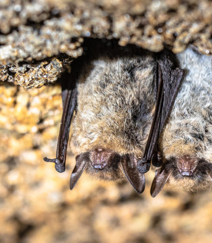 Brown long-eared bat, common long-eared bat (Plecotus auritus). Two hibernating bats in a cellar in winter. Drenthe, Netherlands.