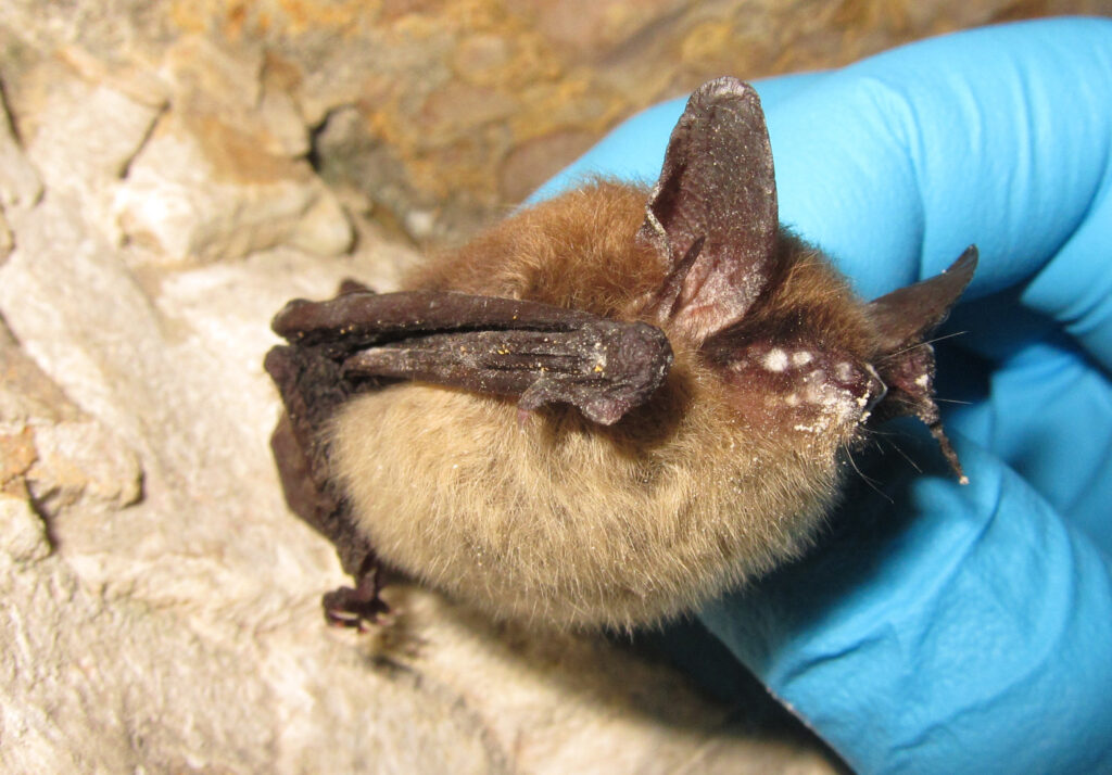 Endangered Northern Long-Eared Bat Endangered northern long-eared bat with visible symptoms of White-Nose Syndrome.