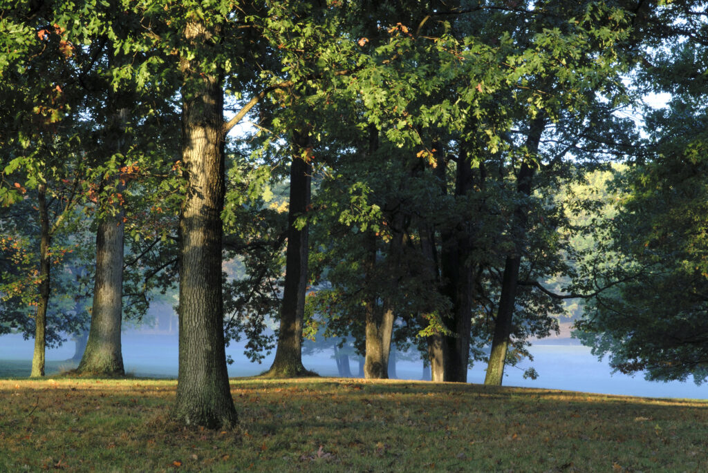Oak Trees