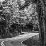 forest road