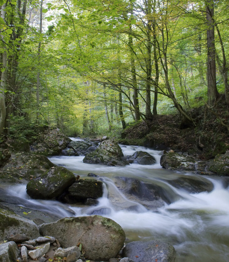 Forest with Stream