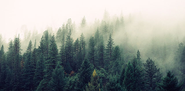 Olde Wood fir trees photo