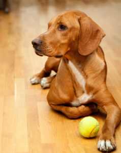 Dog waiting to play in house
