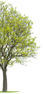 Isolated walnut tree
